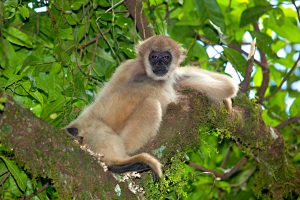 Muriqui do Sul, maior primata brasileiro