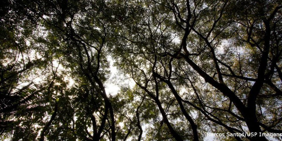 Tese: arborização reduz câncer de pulmão em idosos
