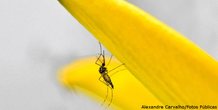 Redução de áreas verdes em São Paulo estimula mosquitos transmissores de doenças