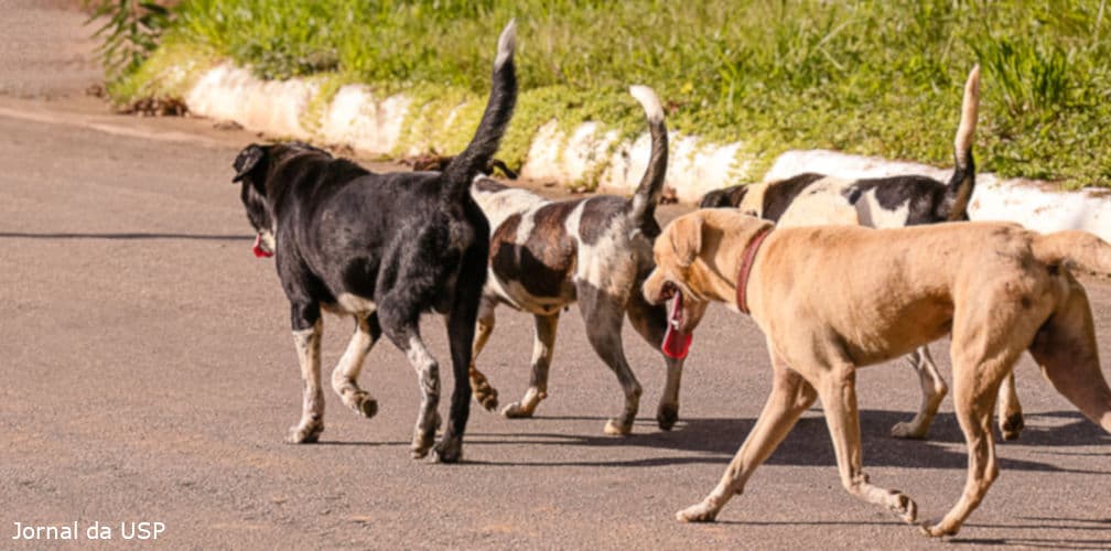 USP: cães urbanos podem portar leptospirose